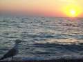 Крым. Домики в частном дворе 10 минут от моря.